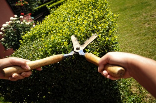 Tree inspection and assessment in a Stoke Newington garden