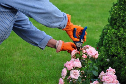 Professional garden restoration and pruning in Stoke Newington