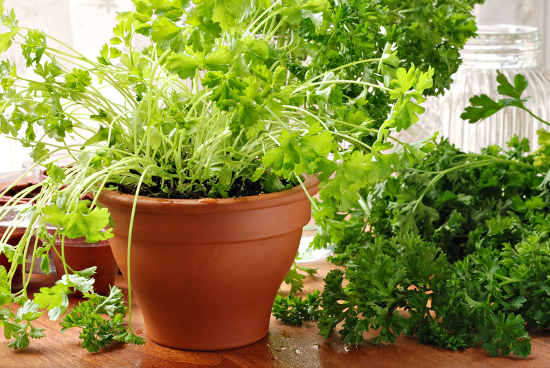 garden maintenance garden care