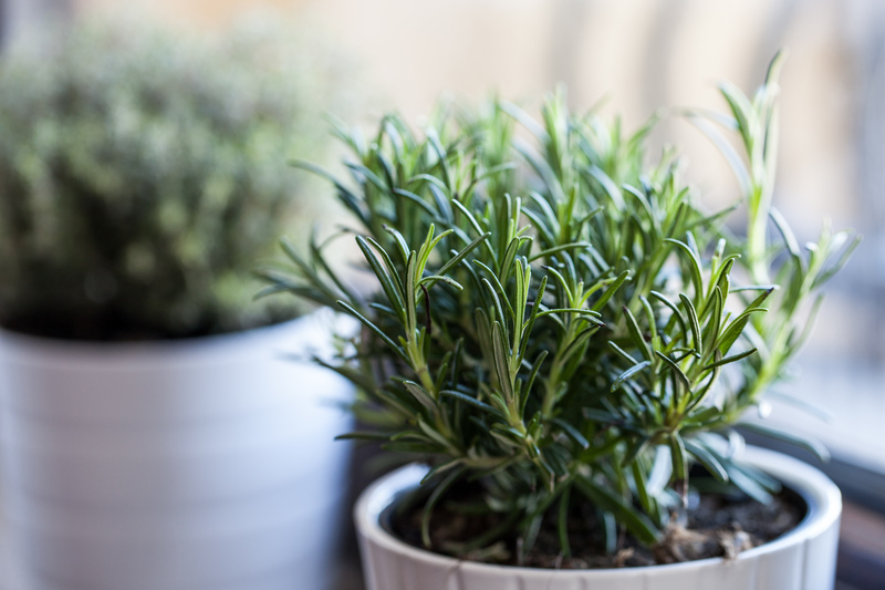 garden maintenance garden care