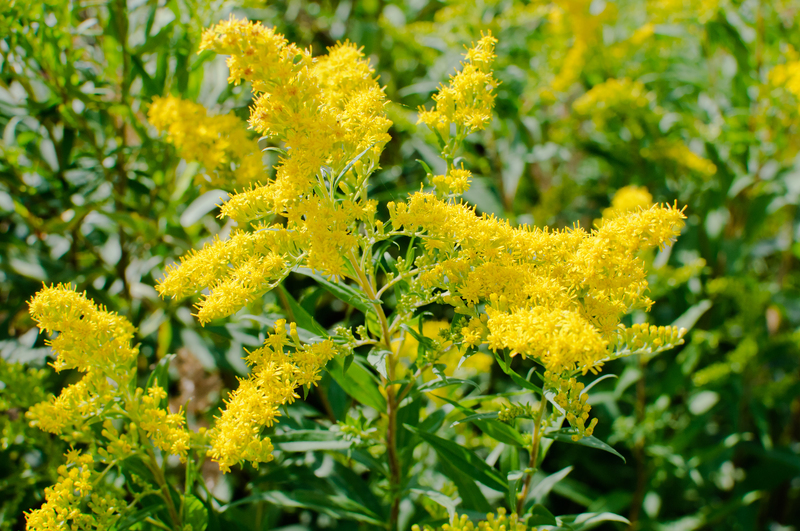 garden maintenance garden care
